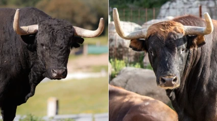 Un toro de Las Monjas y otro de Moreno Pérez-Tabernero para Estremera