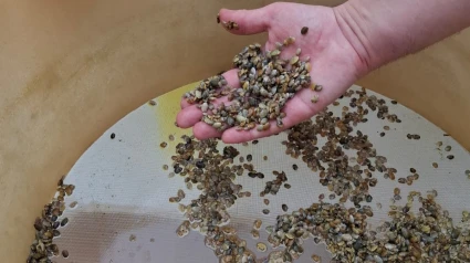 Semillas lilstas para la siembra