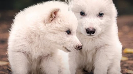 Rómulo y Remo, dos de los tres cachorros de lobo huargo, especie extinguida hace 13,000 años recuperada ahora por la biotecnología