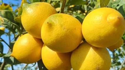 Limón Verna