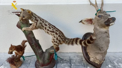 Investigado por el Seprona al vender animales disecados