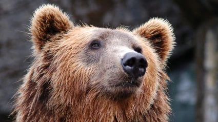 Oso pardo