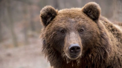 Oso pardo
