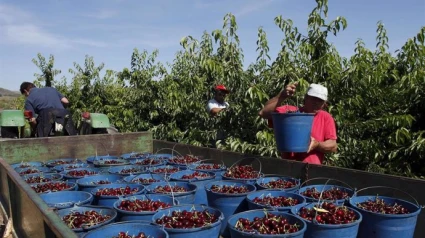 FOTO RECOGIENDO FRUTA
