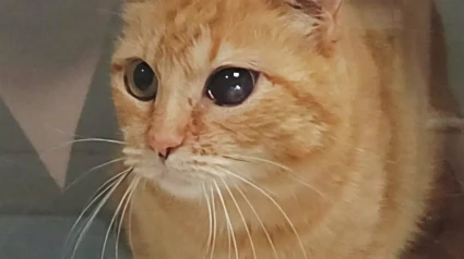 Gato herido por un vecino de La Zubia