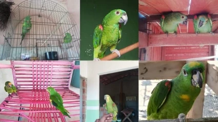 Loros silvestres detectados en Brasil como mascota
