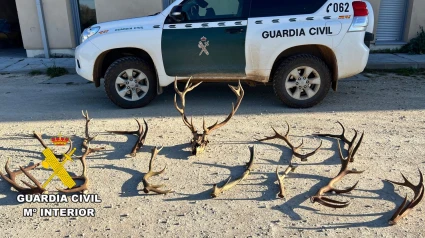 La Guardia Civil sorprende a tres personas con desmogues recogidos sin autorización en un monte de Burgos
