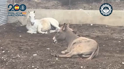 un caballo y un burro encontrados al borde de la muerte