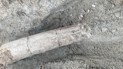 Un hallazgo arqueológico histórico, dos colmillos de mastodonte de hace 16-12 millones de años en el Cerro de las Contiendas