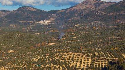 Olivares cerca de Cazorla, provincia de Jaén