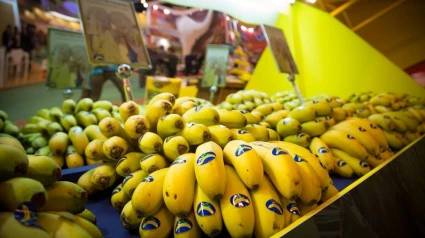 Plátano