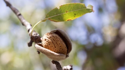 Fruto de cáscara