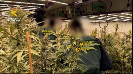 Video de la operación “Legar”, donde se ha desmantelado una sofisticada plantación de marihuana en Busot