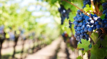 Rioja califica su cosecha de 2024 como buena, con mención especial a blancos y rosados