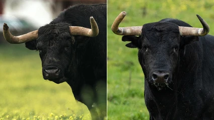 Uno de los toros de Baltasar Ibán y otro de Los Eulogios reseñados para Valdemoro
