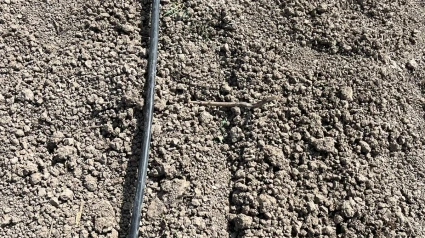 Imagen de hortícolas transplantadas