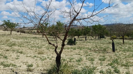 Almendro muerto por sequia en Torremendo, Orihuela