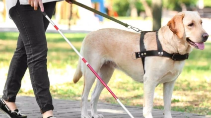 Dia internacional de los perros guíaJCCM