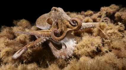 Un pulpo con nueve brazos