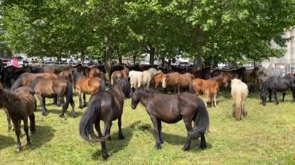 Feria caballar en As Quendas, de Mondoñedo