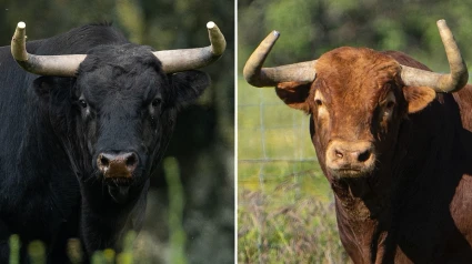 Un toro de José Cruz y otro de Martín Lorca reseñados para Algete
