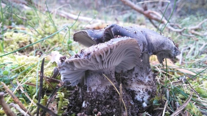 La campaña de primavera en Soria ha dejado disfrutar de los marzuelos y estos próximos días y semanas se espera la eclosión de otros muchos ejemplares