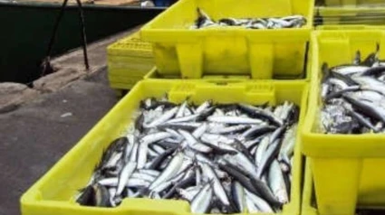 Anchoas descargadas