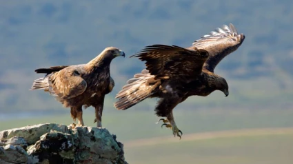 Las olas de calor alteran el comportamiento de vuelo de las águilas en la península ibérica