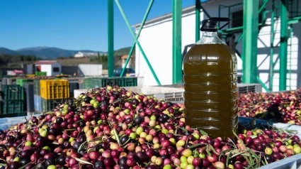 Una garrafa de aceite sobre cientos de aceitunas, en la "Almazara Tradicional"