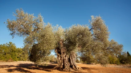 Un olivo de Sant Jordi es el Mejor Olivo Monumental de España 2025