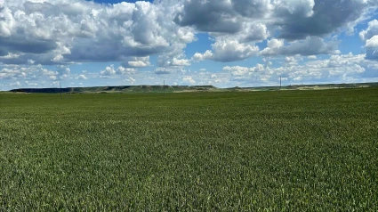 Trigo en Monegros
