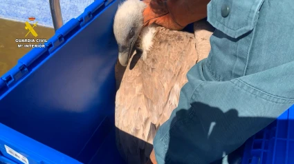 Increíble rescate en Ibi: un buitre gigante cae en una piscina vacía