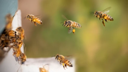 "Las abejas van a la escuela"