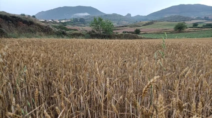 Un proyecto riojano detectará, a partir de Inteligencia Artificial, los mayores problemas del cultivo de cereal