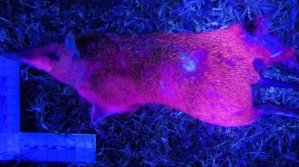 Uno de los animales australianos que se iluminan