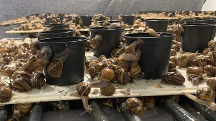 La producción de caracol en granja en La Rioja al alza: Más de 5.000 kilos en un año