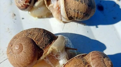 La producción de caracol en granja en La Rioja al alza: Más de 5.000 kilos en un año