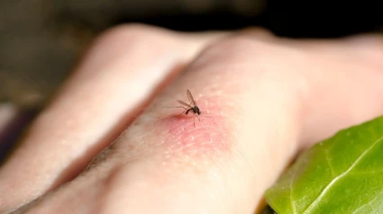 Mosquitos, vectores de enfermedades zoonóticas