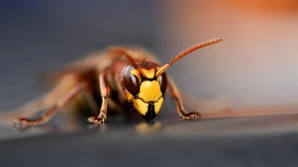 Avispa velutina