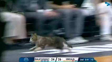 El gato se coló en la pista en un vídeo que se ha vuelto rápidamente viral.