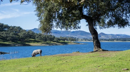 Dehesa en la provincia de Huelva