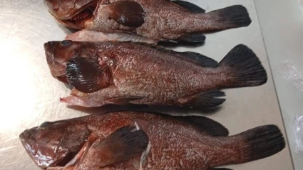 Pesca