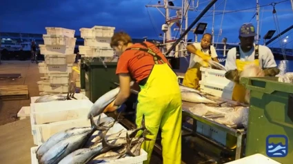 Un barco de Burela descarga los bonitos capturados (Foto de archivo)