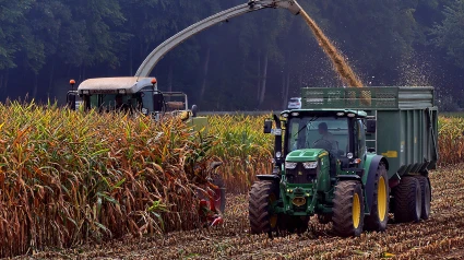 Un tractor recoge la cosecha de maíz