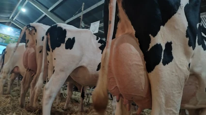 Vacas lecheras en Muimenta
