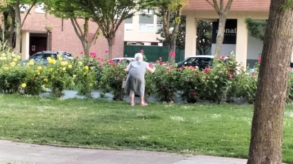 El robo silencioso: 300 plantas desaparecen de los jardines de Logroño