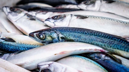 La advertencia de un pescador de Cantabria por la escasez de verdel: "El año que viene..."