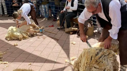 Un esquilador riojano sorprende con el uso que le da a la lana de sus ovejas: "Más aprovechable"