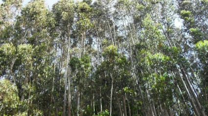 Explotación forestal en Galicia