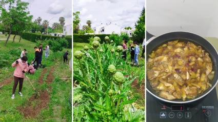 Del huerto escolar al plato: los alumnos del José María Calatrava de Mérida aprenden con alcachofas